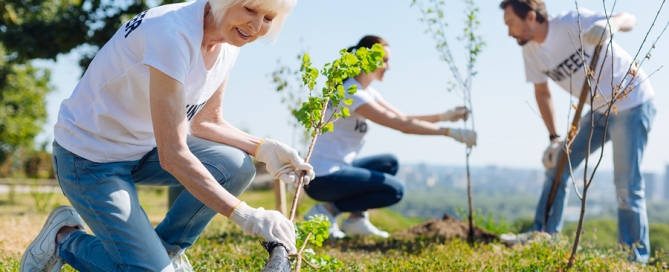older woman preparing a tree before planting