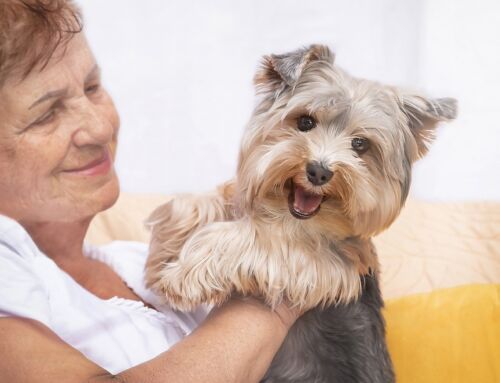 Do Retirement Communities Allow Pets? A Look At Senior Living Pet Policies