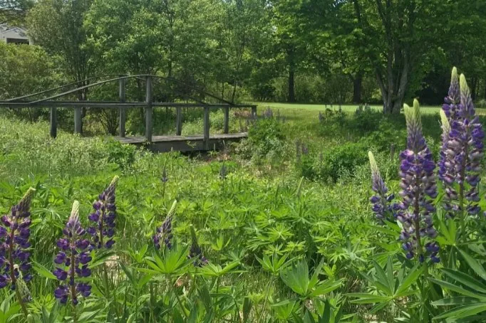 Essex Meadows - Image 2